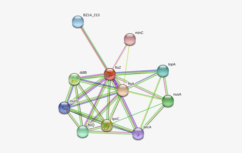 Ftsz Protein - Circle, transparent png #9906750
