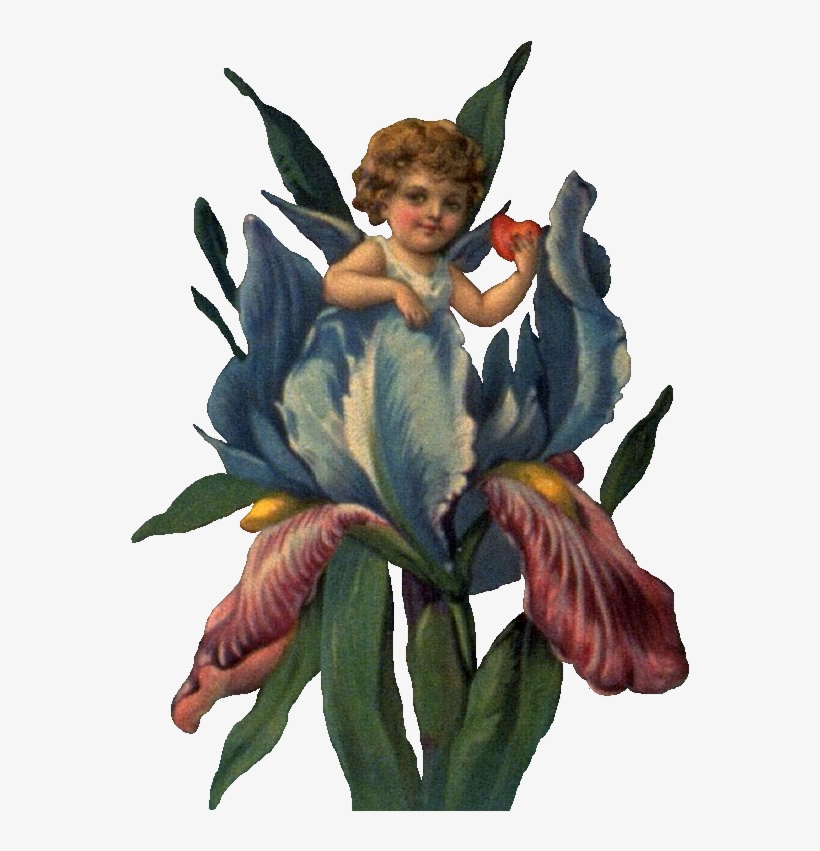 Cherub In Iris Ldm - Eu Sou Assim, transparent png #9909035