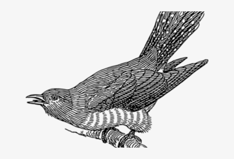 Cuckoo Clipart Parrot - Japanese Cuckoo, transparent png #9914692
