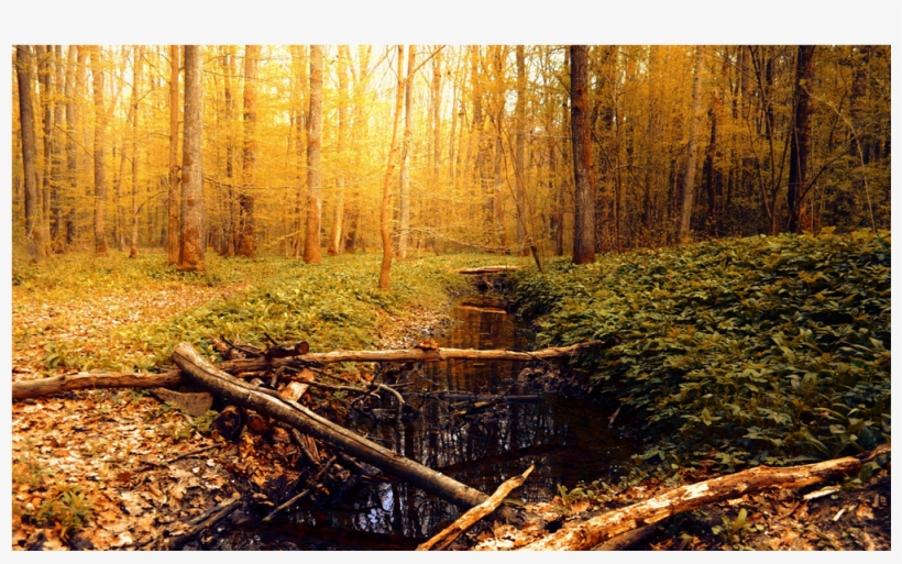 Score 50% - Autumn, transparent png #9916891