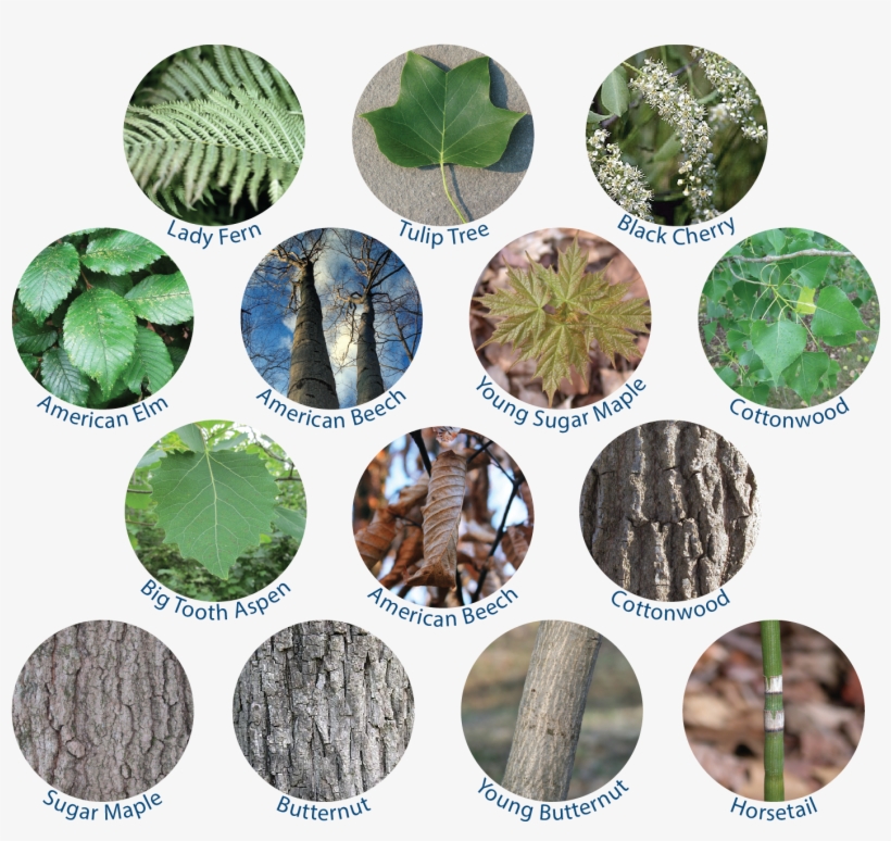 The Exotic Japanese Barberry And Shrub Honeysuckle - Kamen Rider, transparent png #9917266