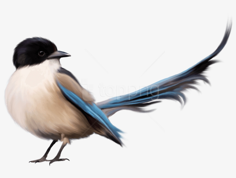 Free Png Bird Png Images Transparent - Bird Tail Clipart, transparent png #9917477