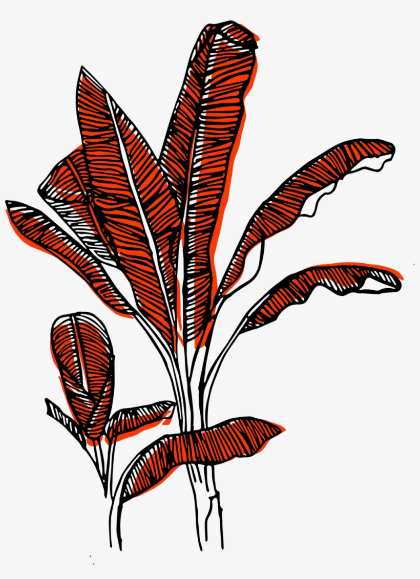 Wild Mala Banana Tree Coral, transparent png #9917481