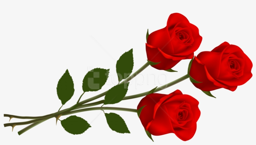 Free Png Rose Png Images Transparent - Three Red Roses, transparent png #9918022