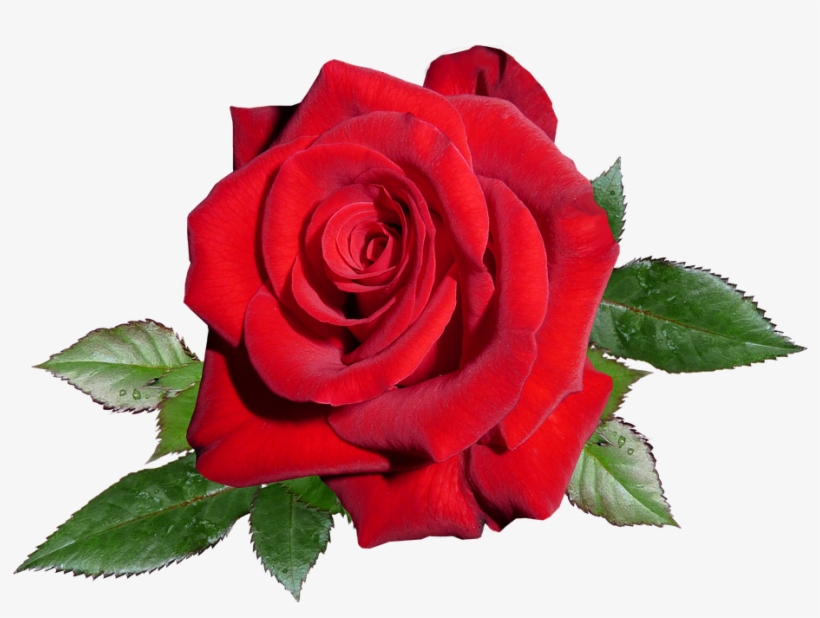 Rose, Red, Romance, Valentine - Garden Roses, transparent png #9918073