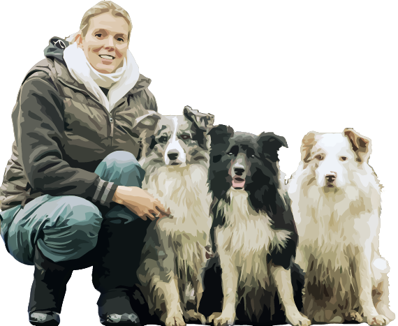 Border Kolie Od Úlu - Companion Dog (570x467), Png Download