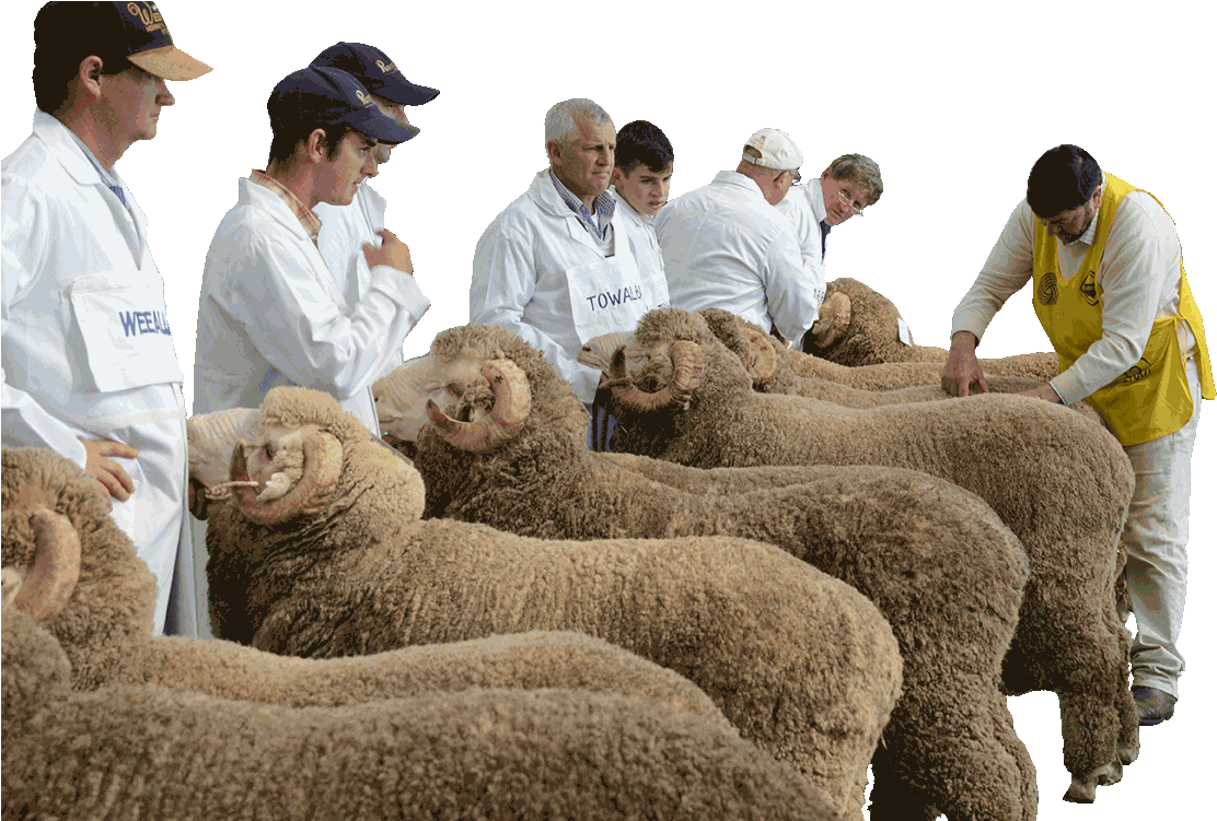 Midstate Merinos Field Day Hogget Competition - Sheep (1136x750), Png Download