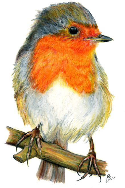 Robin Red Breast, Watercolour Pencil Drawing - Drawings Of Garden Birds (500x687), Png Download