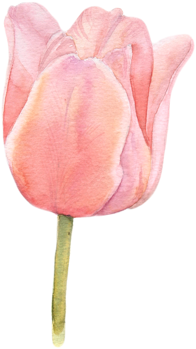Watercolor Tulips Tulip Painting, Tulip Watercolor, - Tulip Watercolor Png (508x800), Png Download