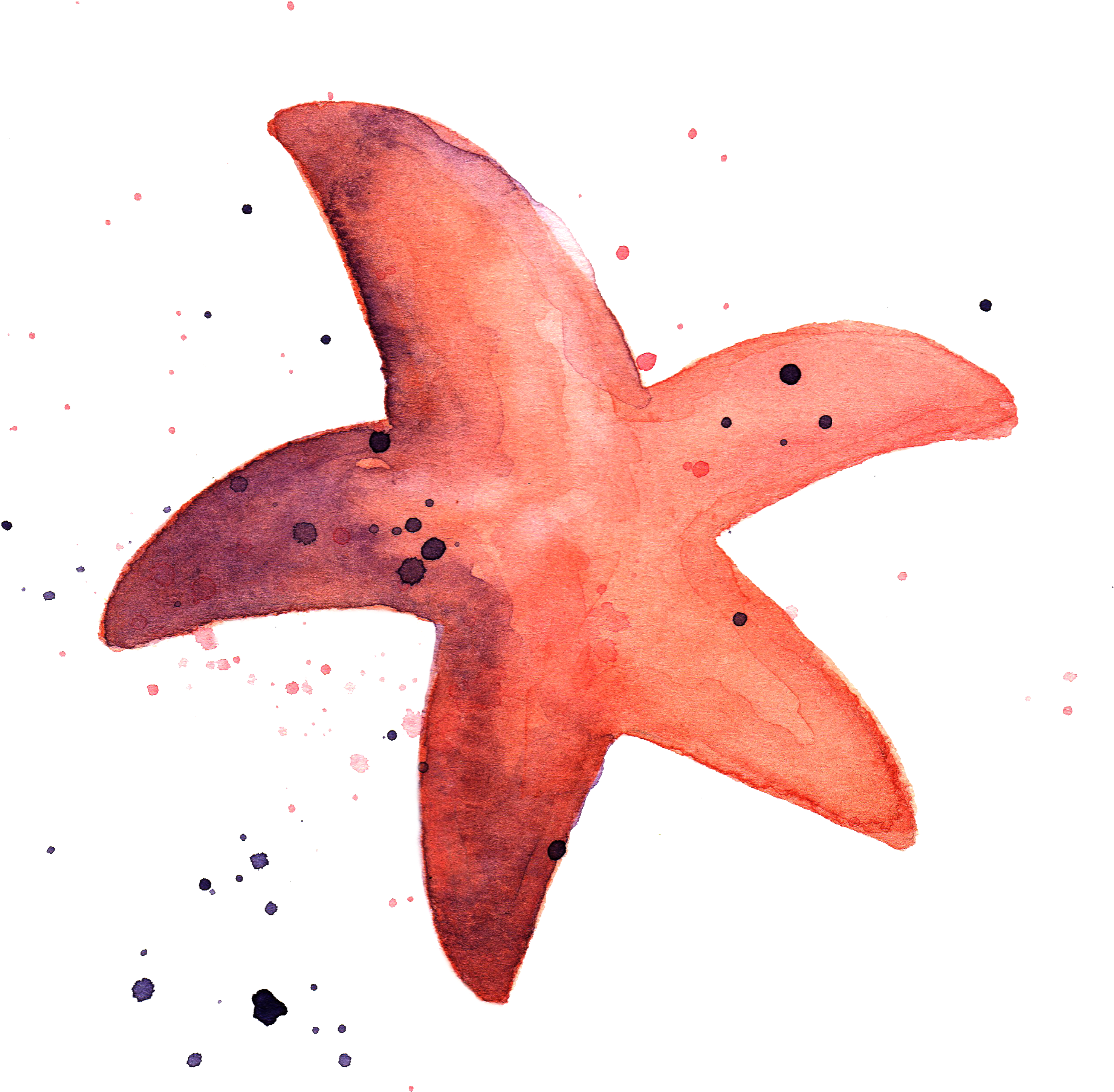 Picture Royalty Free Library Under The Sea Chrystalizabeth - Морская Звезда Png (3000x3000), Png Download