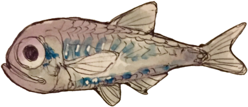 Barreleye (500x500), Png Download