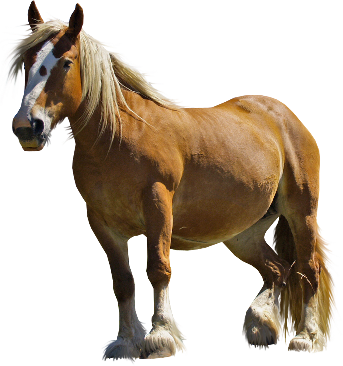 Gray Horse Png Photo - Horse Transparent (1184x1262), Png Download