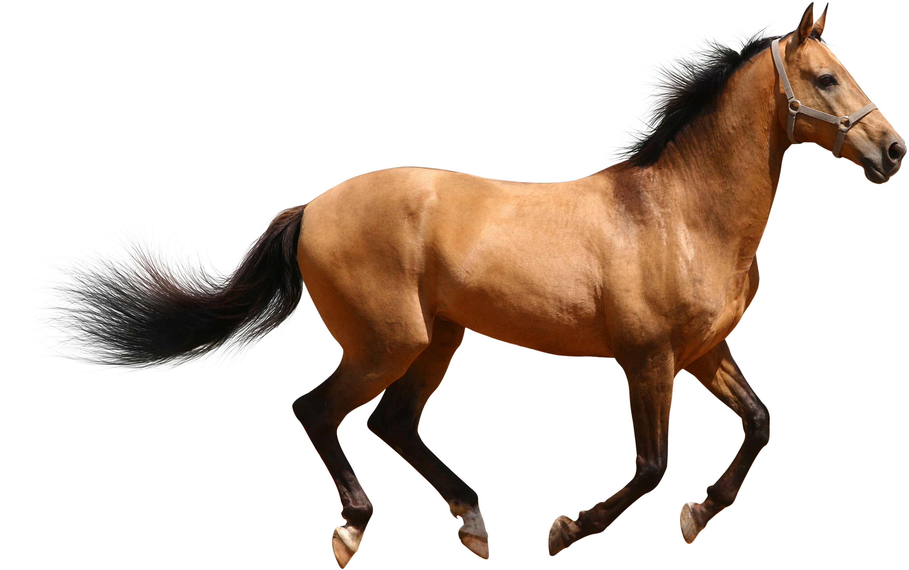 Horse Transparent Png Pictures - Stickalz Llc Full Color Horse Full Color Decal, Mustang (3500x2246), Png Download