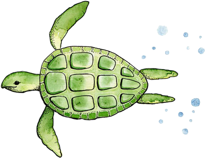 Photo Gallery Of - Turtle Watercolor Simple (500x619), Png Download