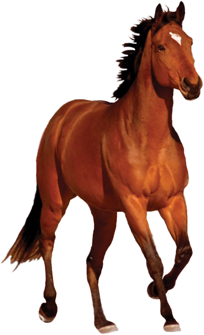 Horse Hd Png Transparent Horse Hd - Horse Png (720x1171), Png Download