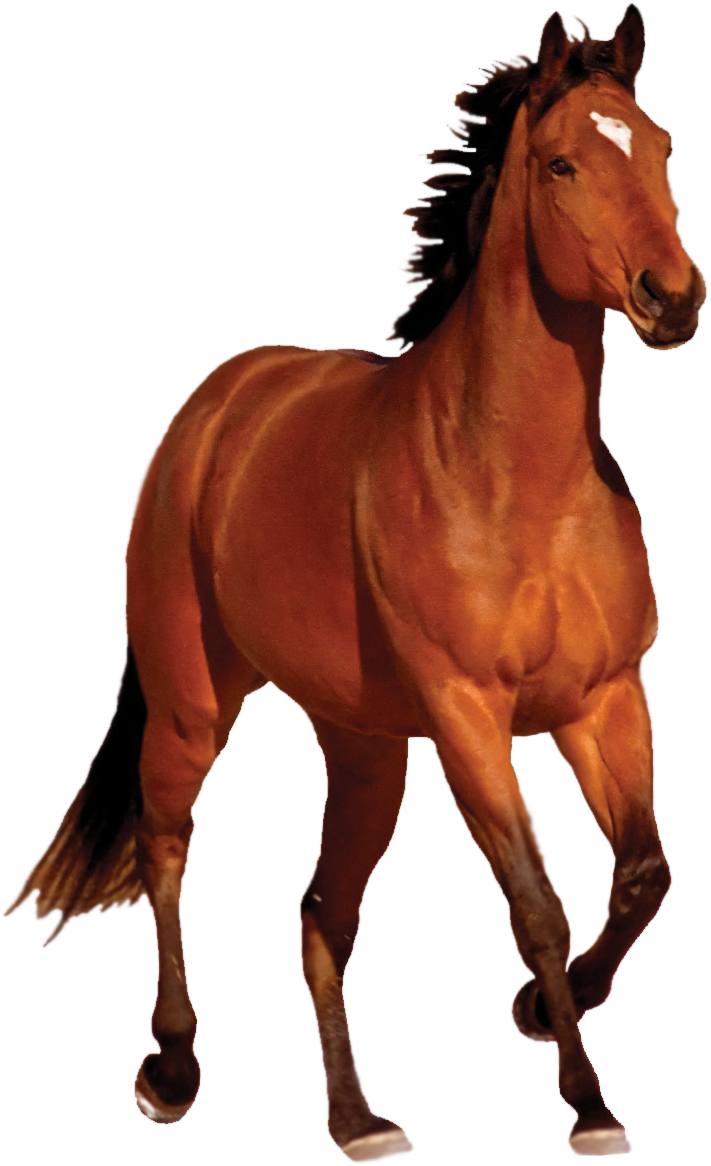 Download Horse Hd Png Transparent Horse Hd Horse Png Png Image With No Background Pngkey Com
