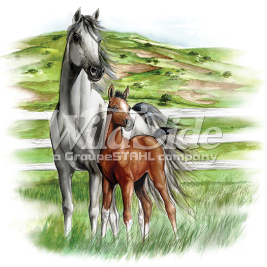 White & Brown Horses - Horse (525x525), Png Download