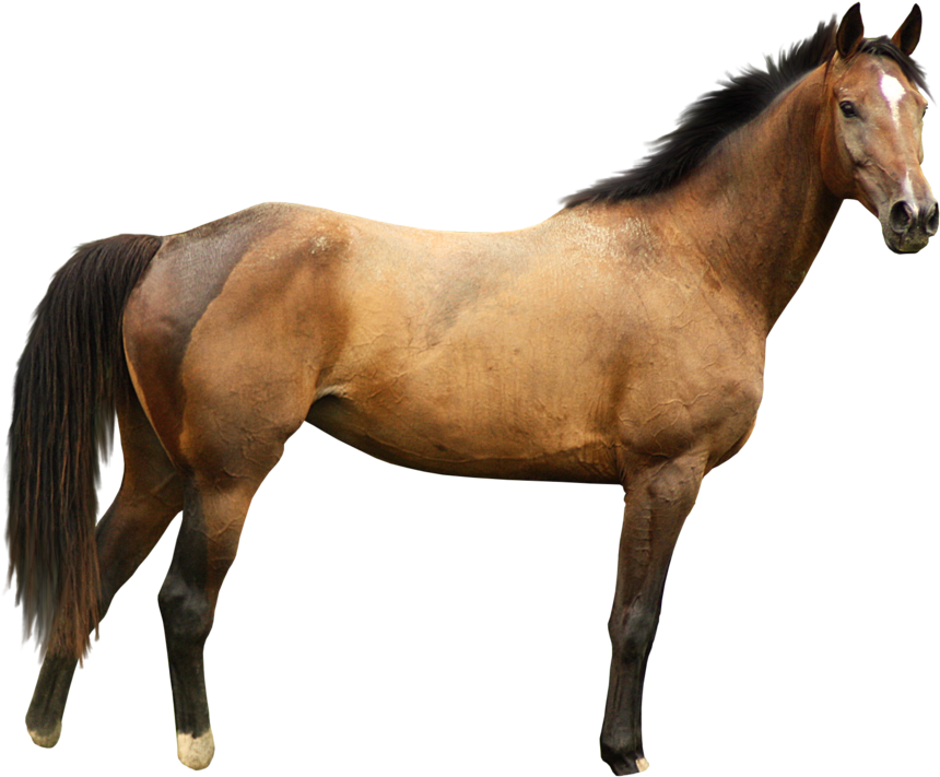 Horse Transparent (985x811), Png Download