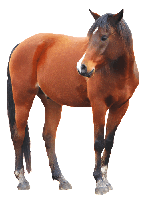Hol Horse Half Horse (1024x768), Png Download