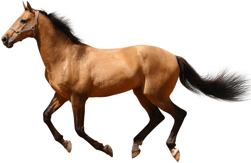 Horse Running Transparent Background (927x656), Png Download