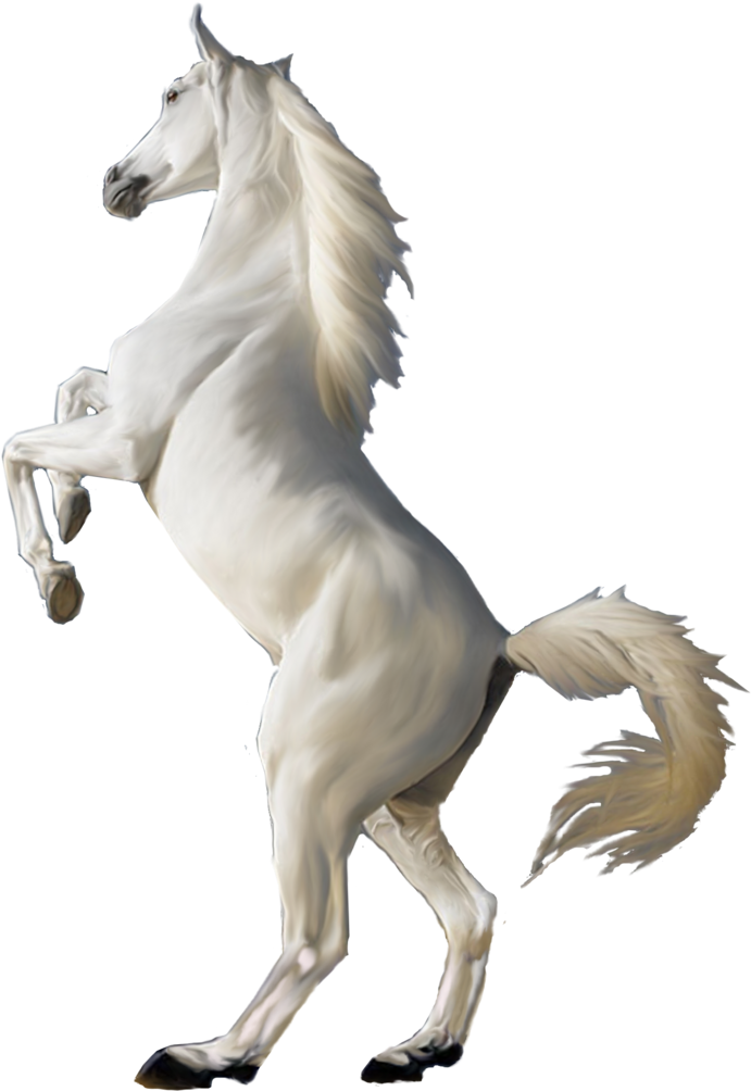 White Horse Png (778x1026), Png Download