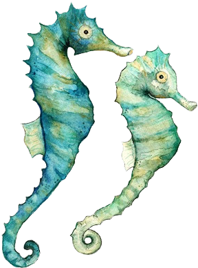 Seahorses Watercolor Print, Watercolor Paintings, Watercolor - Sea Horse Watercolor (480x607), Png Download