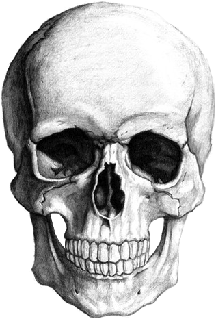 Academic Drawing Skull - Skeleton Head Drawing (500x500), Png Download