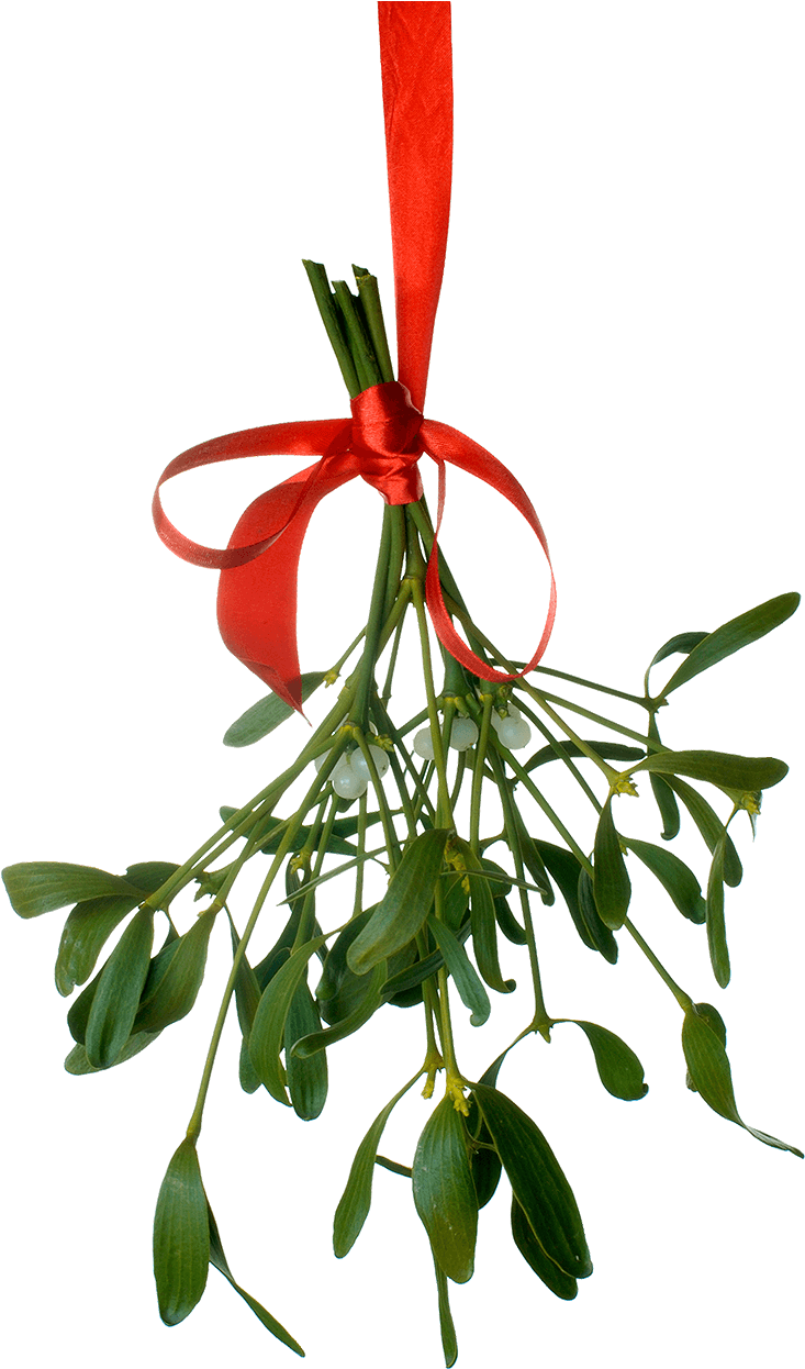 Mistle - Christmas Tumblr Text Post (780x1280), Png Download
