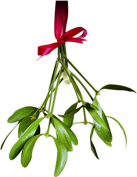 Christmas Mistletoe Png Transparent - Mistletoe Png Transparent (500x627), Png Download