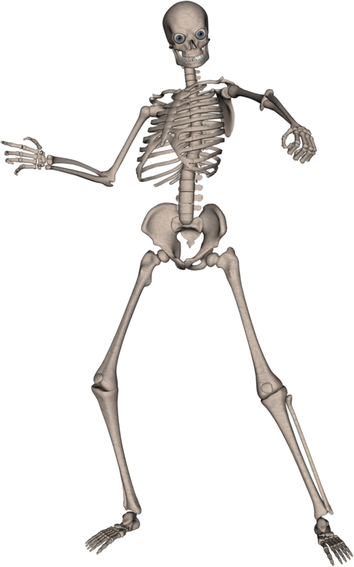 Skeleton, Skull Png Image - Skeleton Png (500x800), Png Download