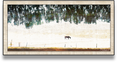 Rocky Mountain Horse Canvas - Picture Frame (600x600), Png Download