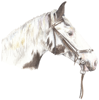 This Is A Signed, Limited Edition Archival Quality - Stallion (498x390), Png Download