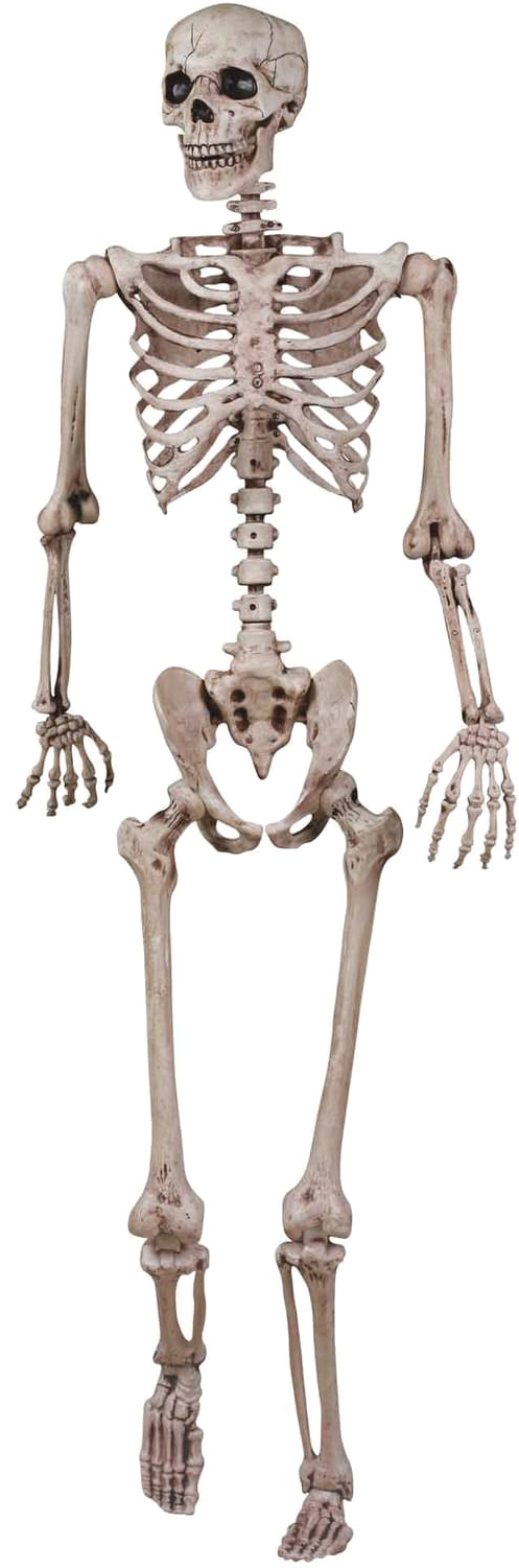 Halloween Skeleton Vector Free Png Image - Grade 5 Skeletal System (1024x1024), Png Download