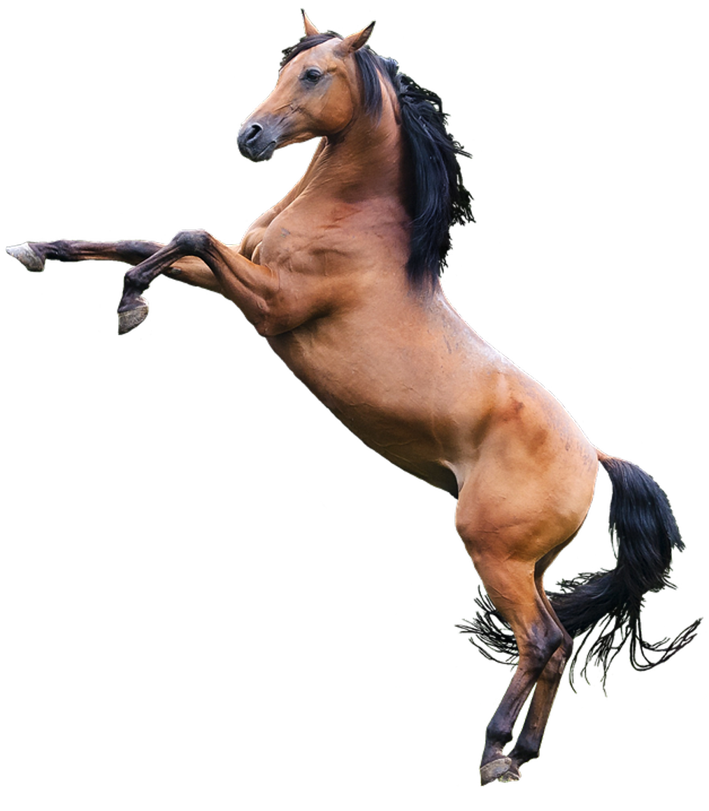 Horse Png Image - Best Gift - Arabian Horse Canvas Hoodie/t-shirt/mug (634x720), Png Download