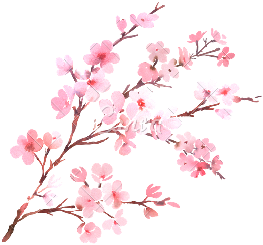 Canva Watercolor With Spring Tree Branch In Blossom - Watercolor Cherry Blossom Flower (550x505), Png Download