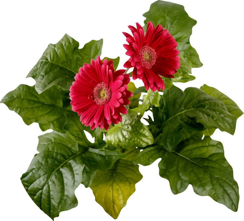Watercolor Painting Transvaal Daisy Cut Flowers Chrysanthemum - Watercolor Painting (829x750), Png Download