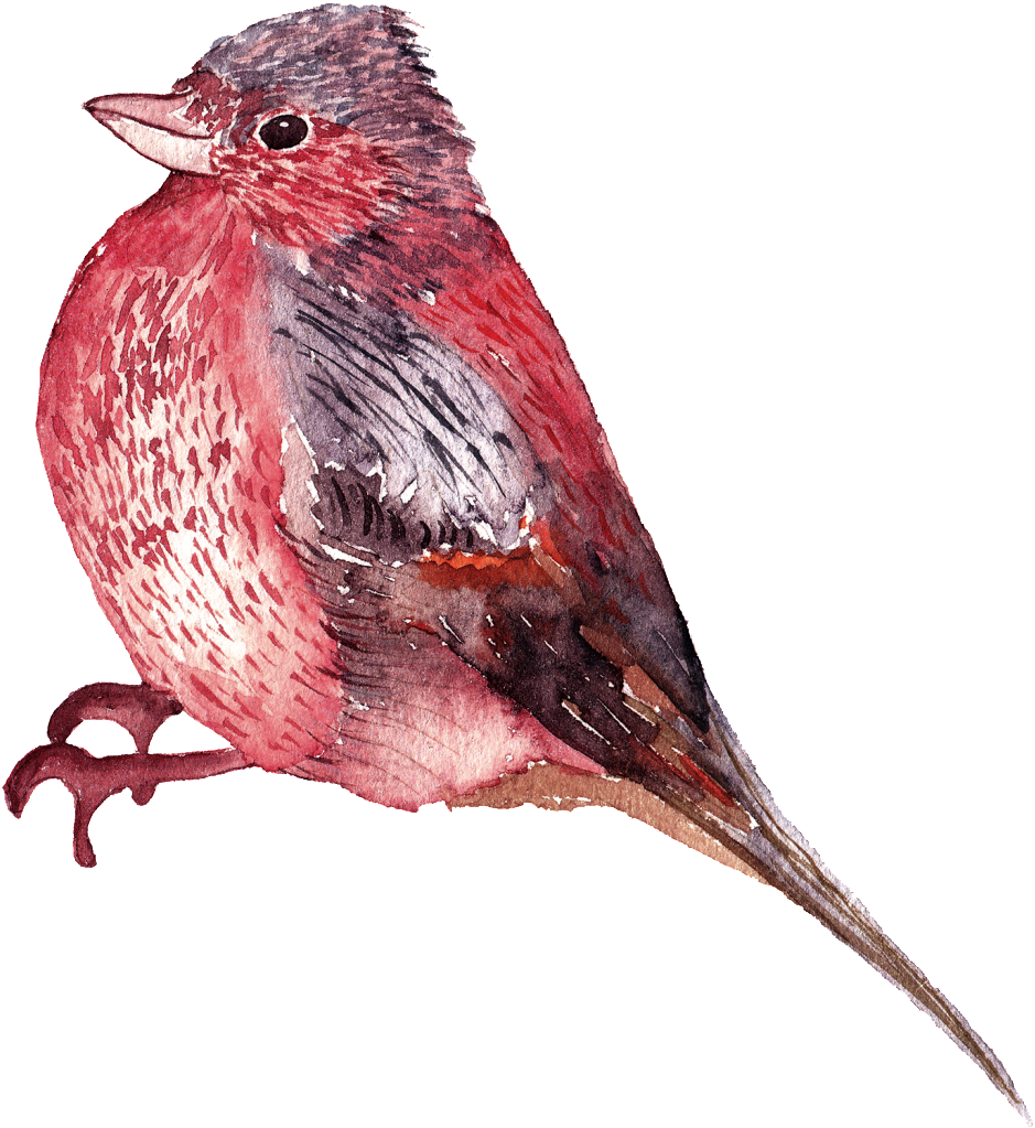 This Graphics Is Watercolor Bird Png Images About Watercolors,birds,png - Portable Network Graphics (1024x1050), Png Download