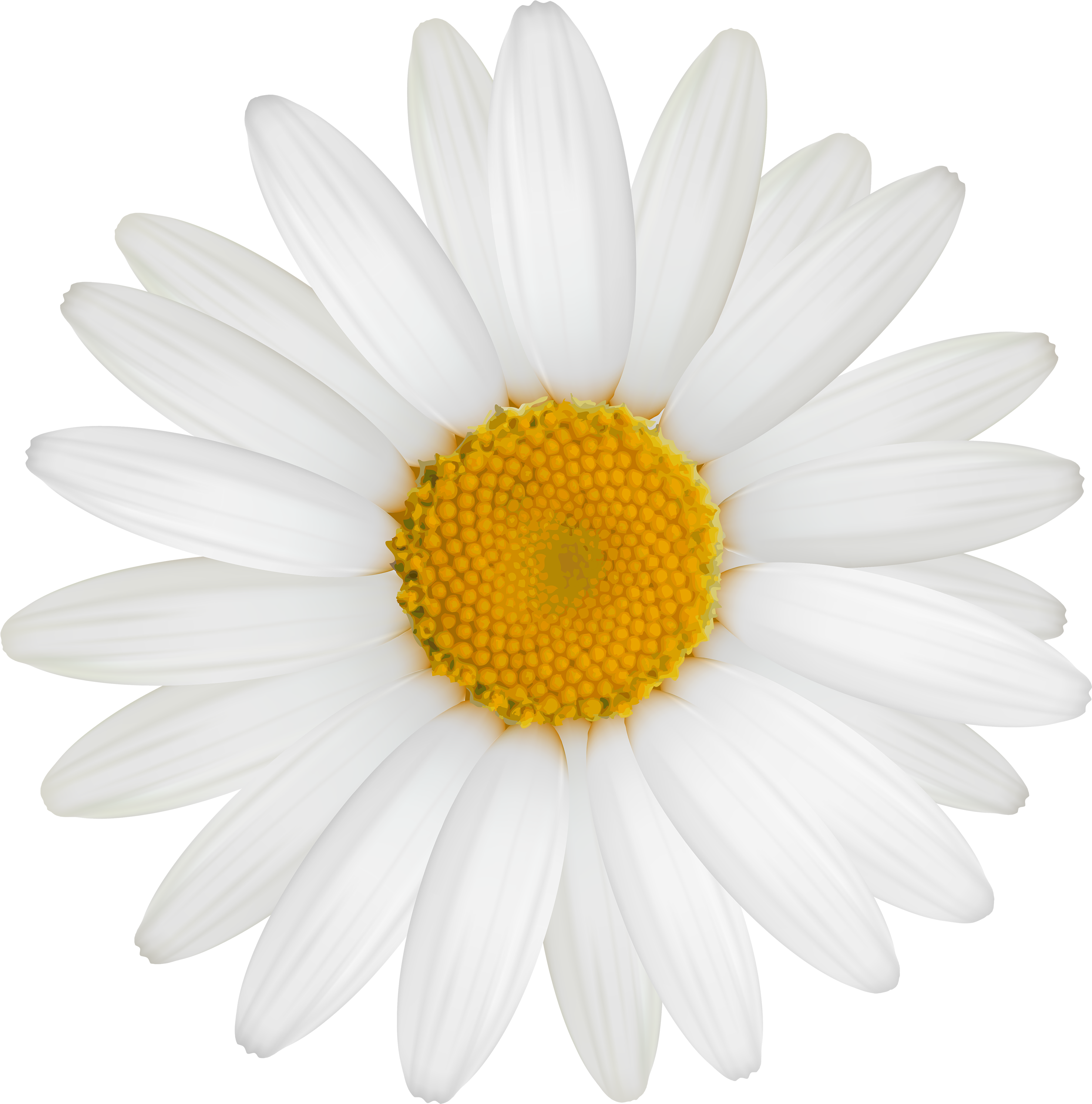 White Daisy Png Clipart - White Flower Clipart Png (3000x3048), Png Download