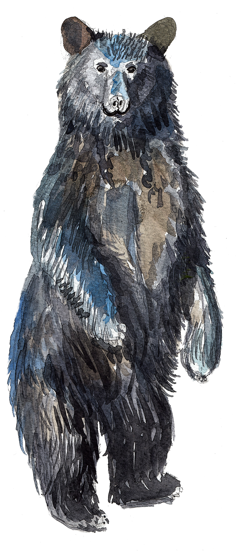 Watercolour Art Watercolor Bear Bear Happy Bear Watercolor - Painting (825x1920), Png Download
