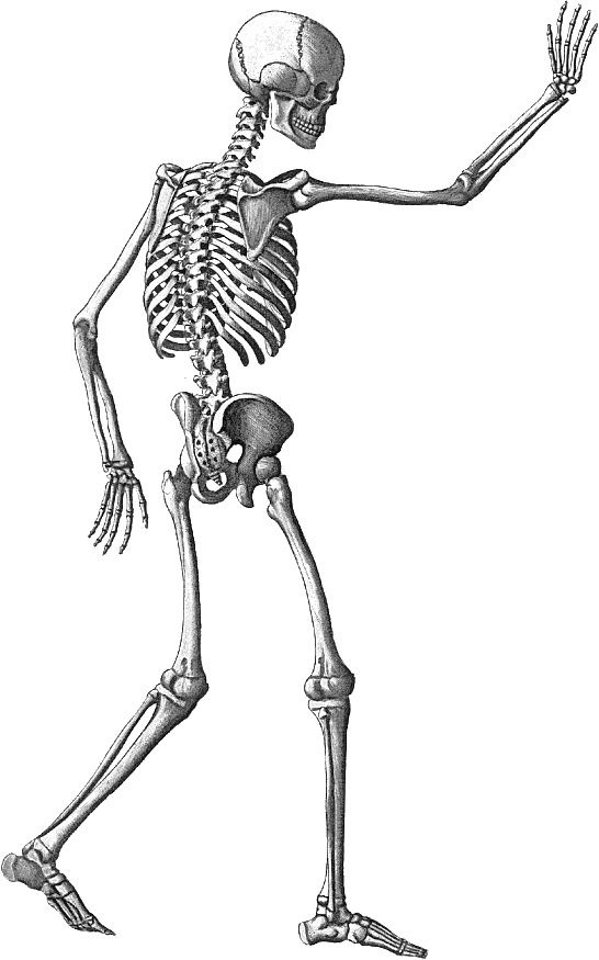 Halloween Skeleton Png Image With Transparent Background - Transparent Skeleton (546x875), Png Download