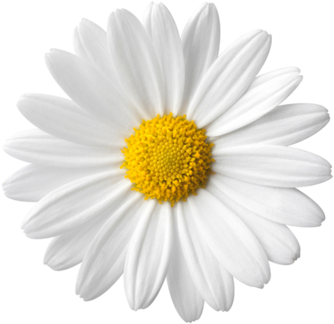 Daisies Image Arts - Daisy Flower White Background (500x500), Png Download