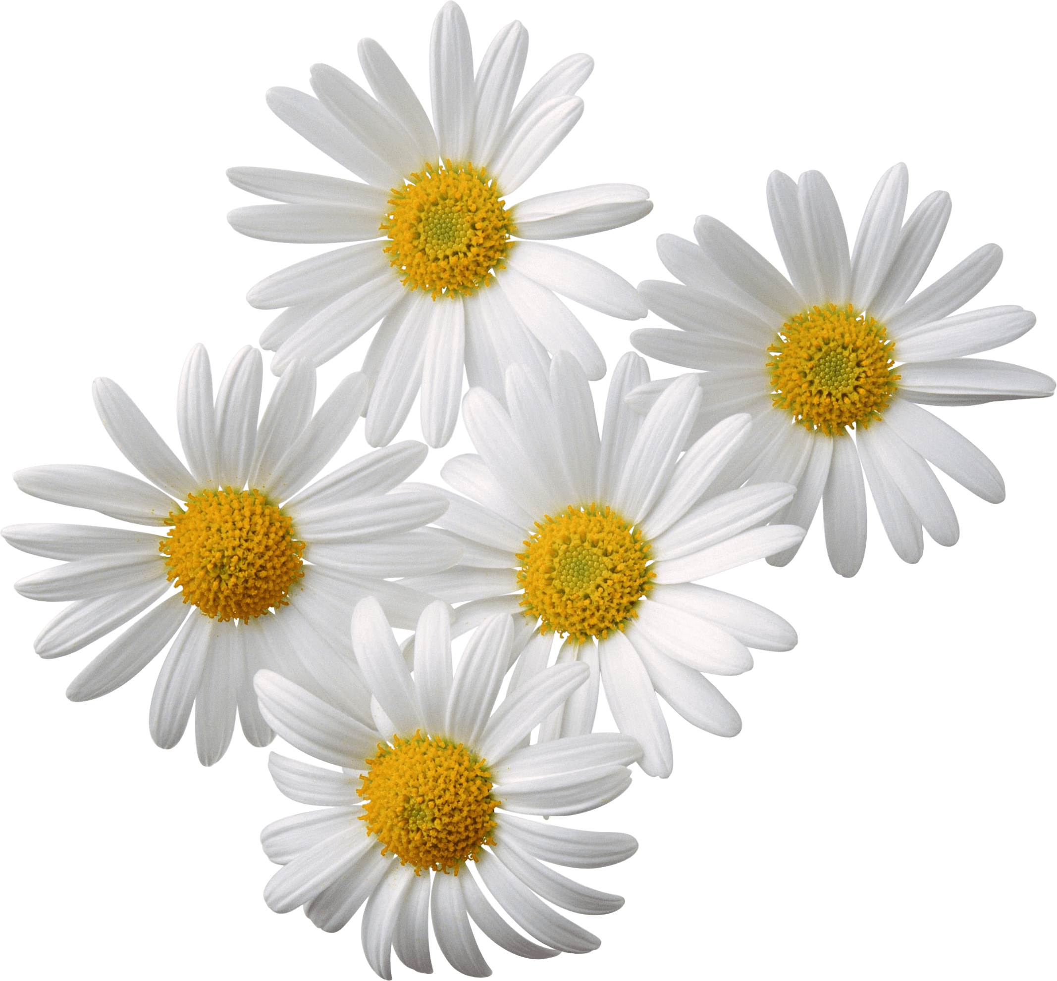 Download - Transparent Daisy Flower (2134x1982), Png Download