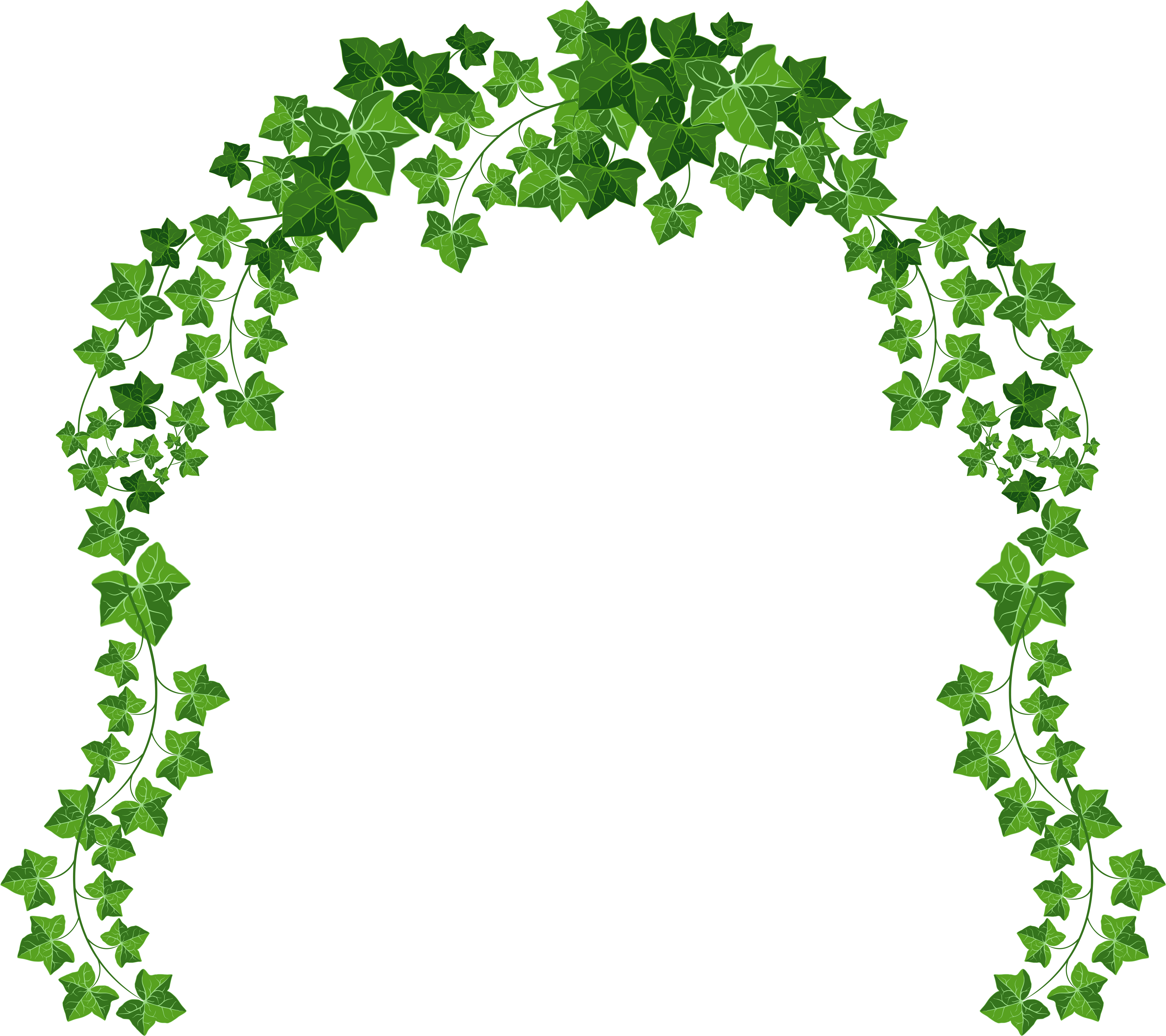 Vine Png Picture Gallery - Vines With Transparent Background (5203x4724), Png Download