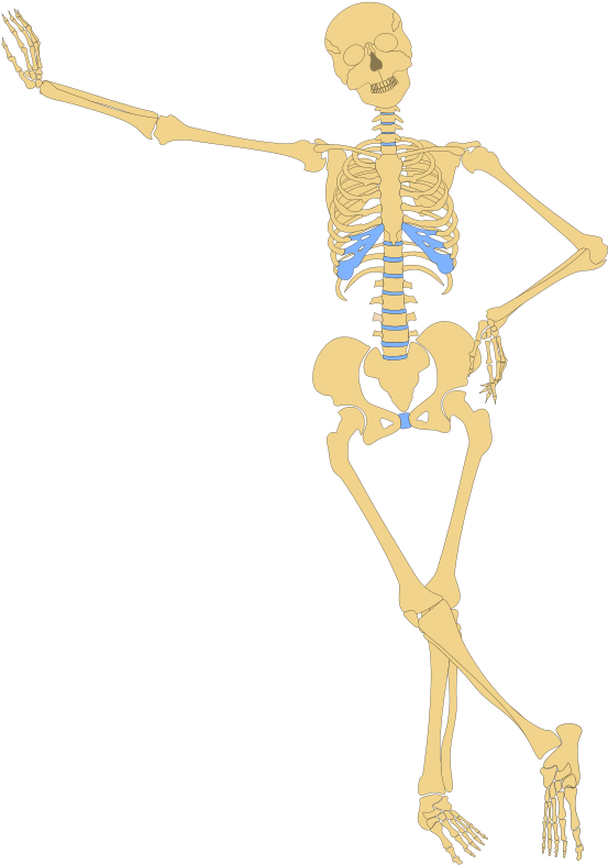 Human Skeleton Clippings - Anatomy Clipart (420x597), Png Download