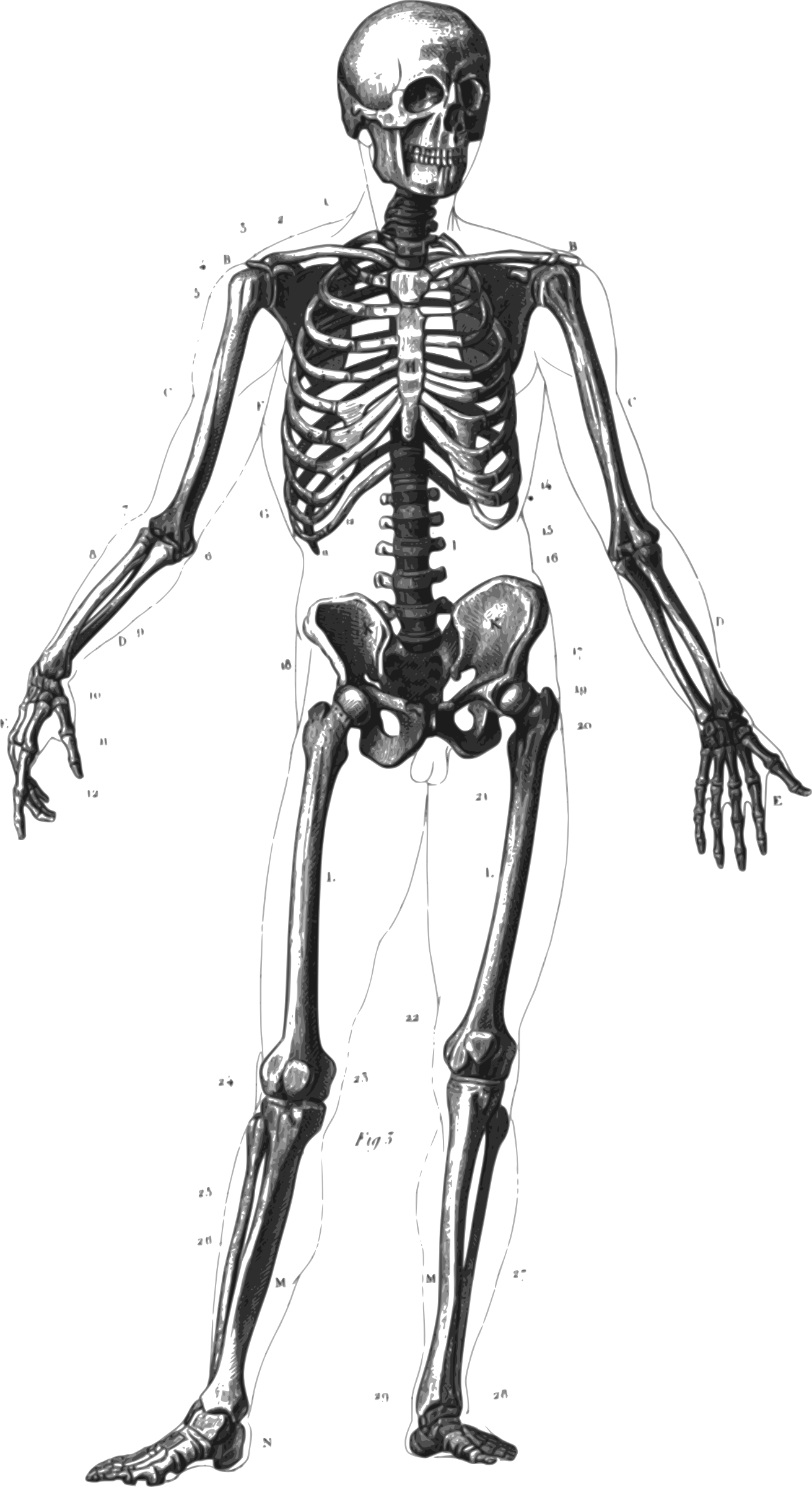 This Free Icons Png Design Of Human Skeleton (1311x2400), Png Download