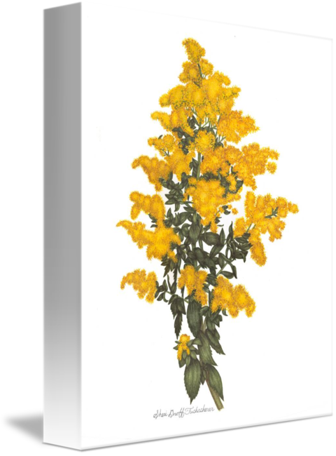Goldenrod Drawing Watercolor Png Royalty Free Stock - Drawing (480x650), Png Download