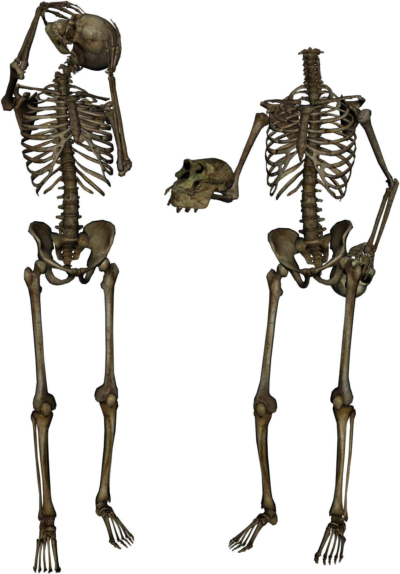 Skeleton, Skull Png Image - Body Skull Png (1500x2000), Png Download