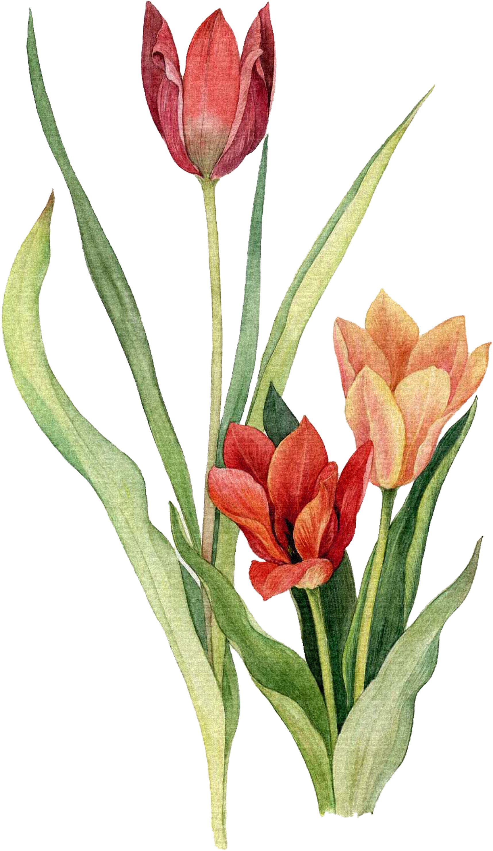 Tulip Flower Watercolor Painting Drawing - Tulip Drawing In Watercolor (1743x2987), Png Download