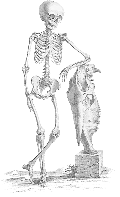 Halloween Skeleton Png File - Halloween Skeleton Skeleton Png (502x800), Png Download