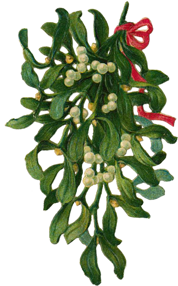 Kissing Under Mistletoe - White Cedar (369x600), Png Download
